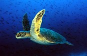 Caretta Caretta Sea turtle